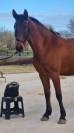 Hongre 4 ans Dressage/Loisir