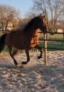 Hongre 4 ans Dressage/Loisir