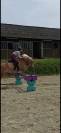 Poney 1m45 type Haflinger