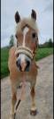 Poney 1m45 type Haflinger
