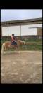 Poney 1m45 type Haflinger