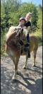 Poney 1m45 type Haflinger