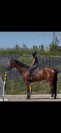 Superbe hongre de 6 ans 