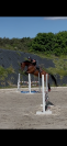 Superbe hongre de 6 ans 