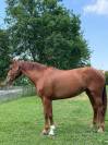 CAVALLA OLANDESE DEL 2019