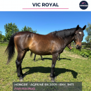 VIC ROYAL - AQPS - 16 ANS