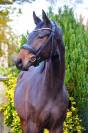 Superbe hongre de 3 ans dressage haut potentiel