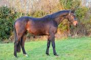 Superbe hongre de 3 ans dressage haut potentiel