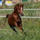 Caballo PRA