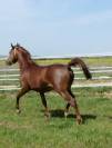 Caballo PRA