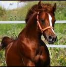 Caballo PRA