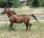 Caballo PRA