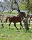 Caballo PRA