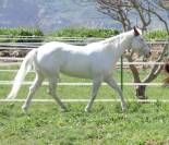 Yegua Paints Horses 