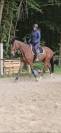 Super jument 4 ans polyvalente 