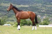 Joli Hongre 5 ans Selle Francais Dressage & CSO