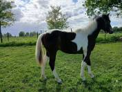 Oberlain, hongre OC Paint de 1 ans