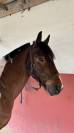 Poney plyvalent à vendre 