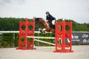Poney plyvalent à vendre 