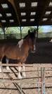 Poney plyvalent à vendre 