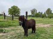  À Vendre poney shetland 
