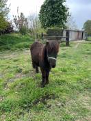  À Vendre poney shetland 