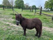  À Vendre poney shetland 