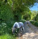 Demi-pension ponette Clochette 