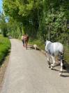 Demi-pension ponette Clochette 