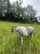 Demi-pension ponette Clochette 