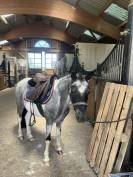 Demi-pension ponette Clochette 