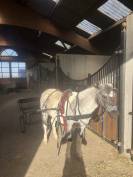 Demi-pension ponette Clochette 