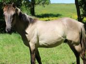 Poulain 1an 