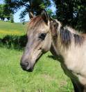 Poulain 1an 
