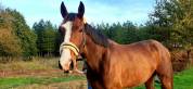 Demi pension sur cheval multifonctions