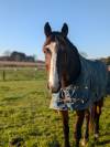 Demi pension sur cheval multifonctions