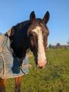 Demi pension sur cheval multifonctions