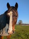 Demi pension sur cheval multifonctions