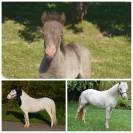 Poulains et pouliches cheval miniature 