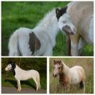 Poulains et pouliches cheval miniature 