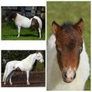 Poulains et pouliches cheval miniature 