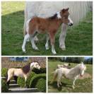 Poulains et pouliches cheval miniature 