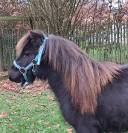 Hongre shetland de 2 ans 