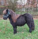 Hongre shetland de 2 ans 