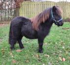 Hongre shetland de 2 ans 