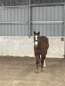 A vendre Jument Alzanne de 7 ans pour CSO
