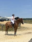 A vendre Jument Alzanne de 7 ans pour CSO