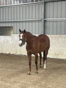 A vendre Jument Alzanne de 7 ans pour CSO