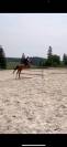A vendre Jument Alzanne de 7 ans pour CSO