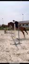 A vendre Jument Alzanne de 7 ans pour CSO
